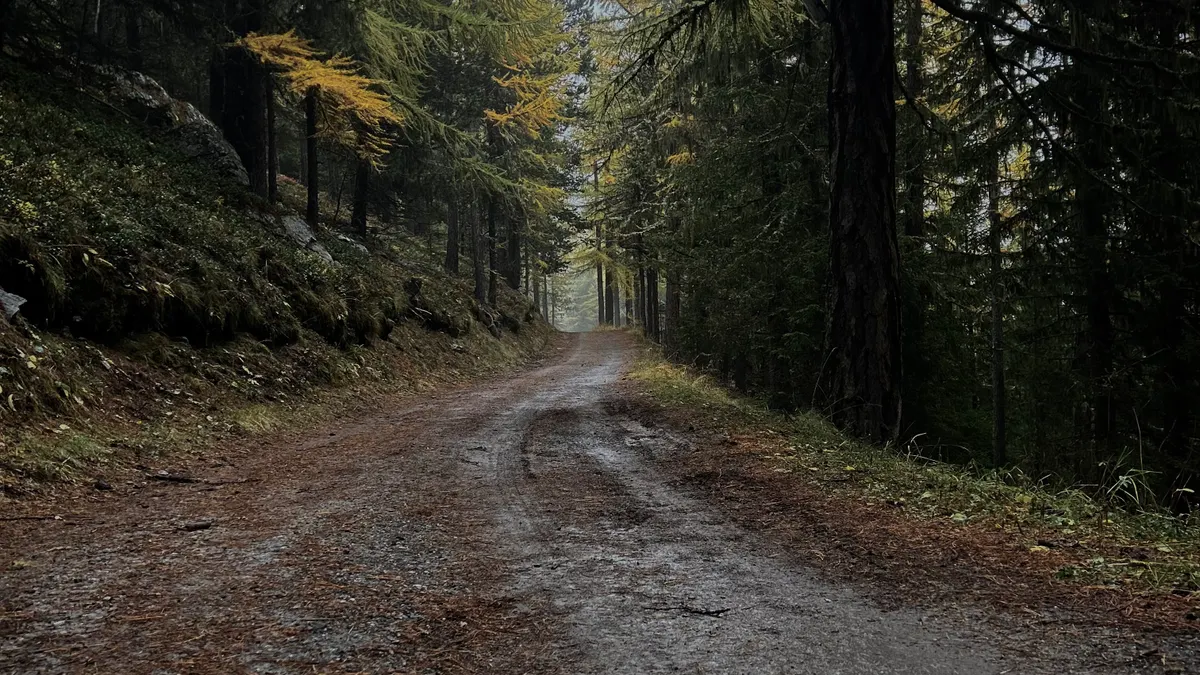 How to Spot a Good SaaS Tool Blog vs a Thin Affiliate Review Site — Serene Forest Path in Autumn, Saas-Fee